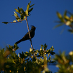 Phainopepla