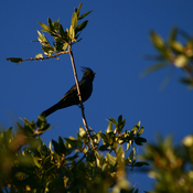 Phainopepla