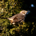 Sage Thrasher