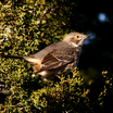 Sage Thrasher