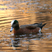 American Wigeon