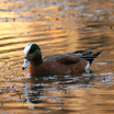American Wigeon