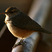 Rock Wren