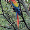 Scarlet Macaw