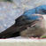 Blue-and-white Swallow