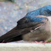 Blue-and-white Swallow