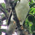 Black-and-white Hawk-Eagle