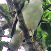 Black-and-white Hawk-Eagle