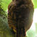 Cloud-forest Pygmy-Owl