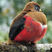 Collared Trogon