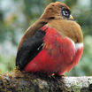 Collared Trogon