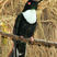 Collared Inca