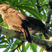 Thrush-like Wren