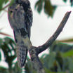Common Potoo