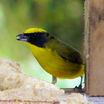 Thick-billed Euphonia