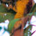 Crimson-mantled Woodpecker