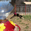 Hummingbirds