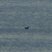 Crested Auklet