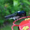 White-necked Jacobin