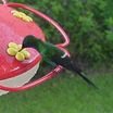 Green Thorntail
