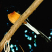 White-rumped Shama