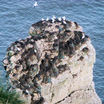 Northern Gannet