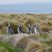 Magellanic Penguin