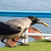 Hooded Crow