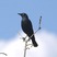 Rusty Blackbird