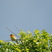Blackburnian Warbler