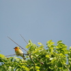 Blackburnian Warbler