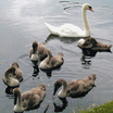 Mute Swan