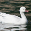 Ross's Goose