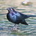 Brewer's Blackbird
