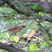 Clay-colored Robin