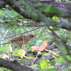Clay-colored Robin