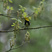 Black-throated Green Warbler
