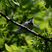 Cerulean Warbler