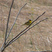 Common Yellowthroat