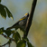 Golden-winged Warbler