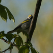 Golden-winged Warbler