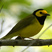 Hooded Warbler