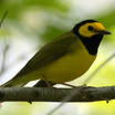 Hooded Warbler