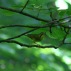 Kentucky Warbler