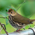 Ovenbird