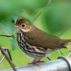 Ovenbird