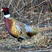 Ring-necked Pheasant