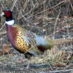 Ring-necked Pheasant