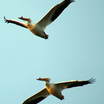 American White Pelican