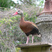 Black-bellied Whistling-Duck